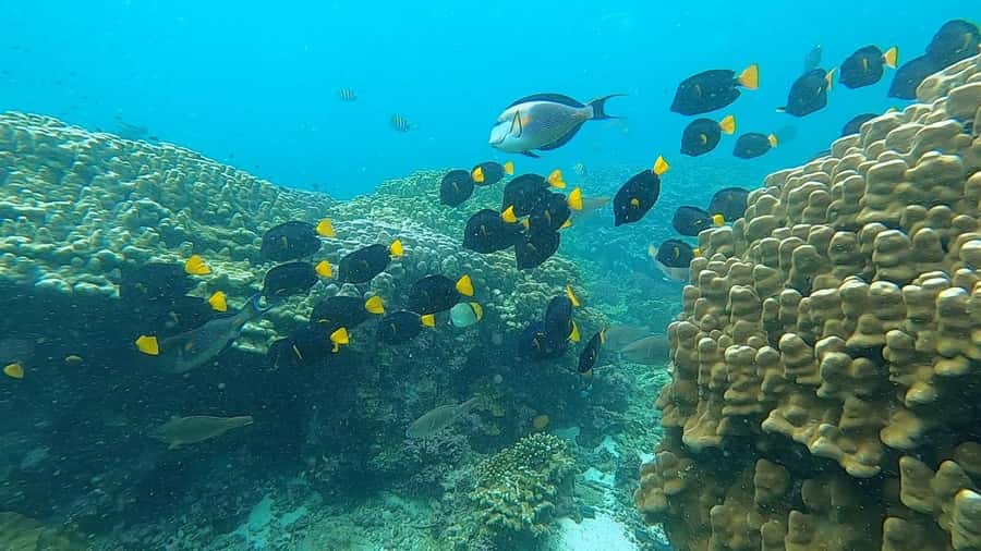 Oman: Snorkeling Trip at Daymaniyat Islands - What is included in the $94 price