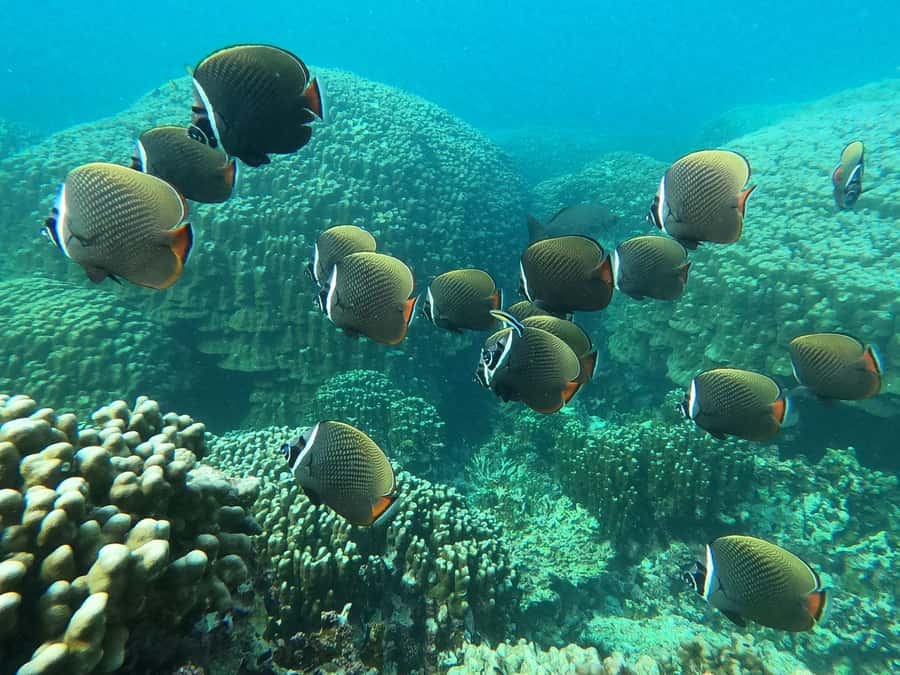 Oman: Snorkeling Trip at Daymaniyat Islands - The crew and the level of service
