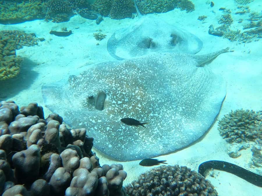 Oman: Snorkeling Trip at Daymaniyat Islands - Who will enjoy this trip most