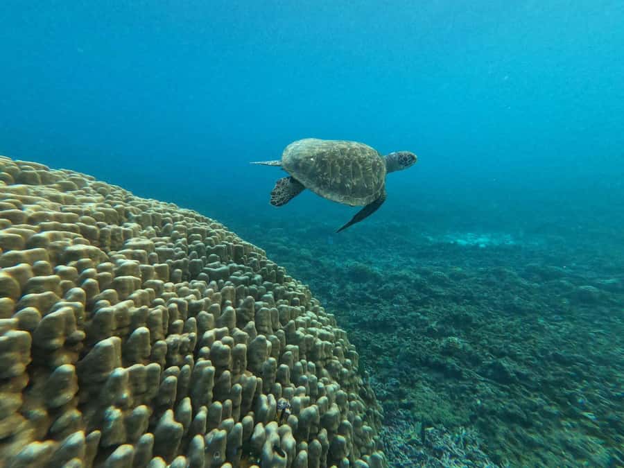 Oman: Snorkeling Trip at Daymaniyat Islands - Should you book the Daymaniyat Islands snorkeling trip?