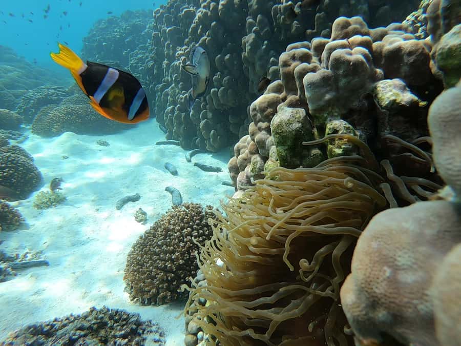 Oman: Snorkeling Trip at Daymaniyat Islands - Why nine islands make this more than one swim stop