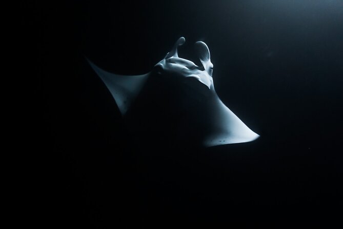 One Tank Manta Night Dive and Snorkel - Key points about Kona’s manta night outing