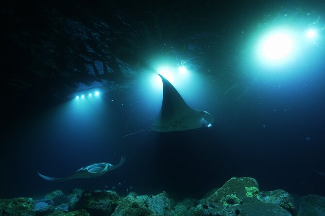 One Tank Manta Night Dive and Snorkel - What the three-hour outing is likely to feel like