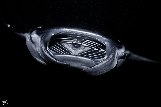 One Tank Manta Night Dive and Snorkel - Practical preparation before you book