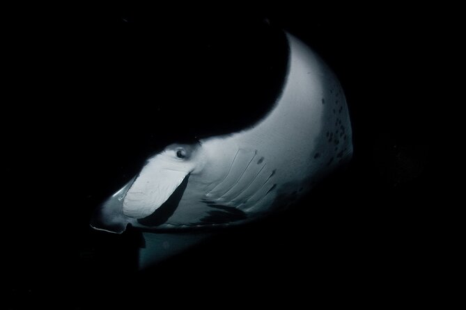 One Tank Manta Night Dive and Snorkel - Sharing the boat with snorkelers and scuba participants