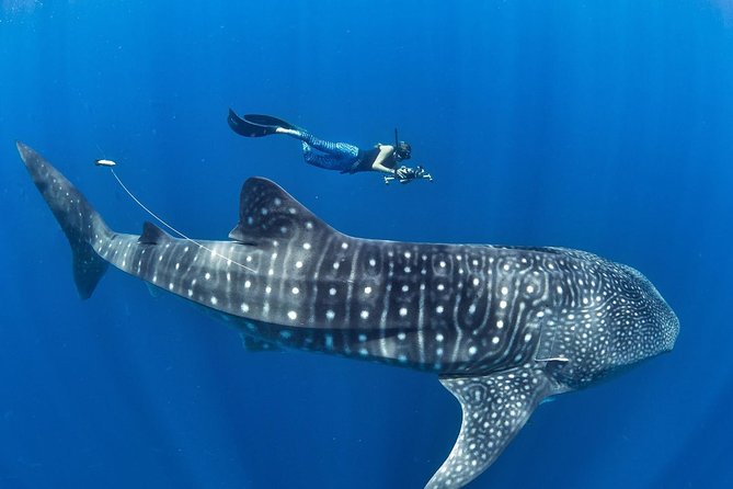 Oslob Whale Shark Snorkeling & Pescador & Sardine Run & Turtle - What makes this Cebu day tour worth considering