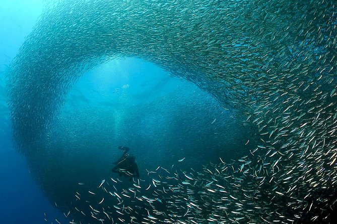 Oslob Whale Shark Snorkeling & Pescador & Sardine Run & Turtle - One very long day from Cebu City to the coast