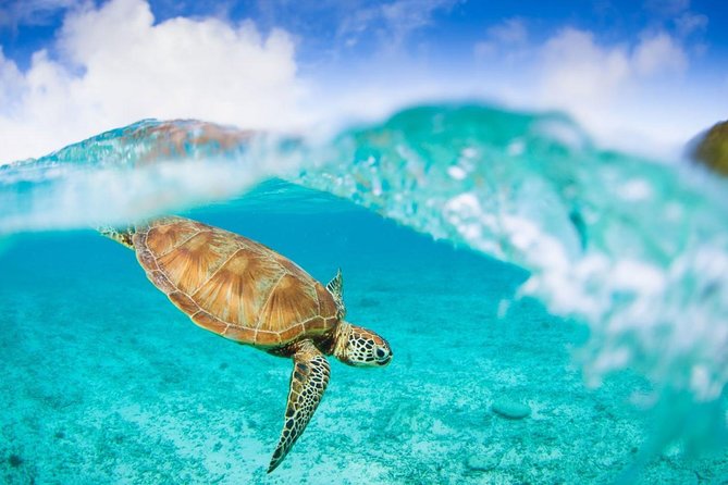 Oslob Whale Shark Snorkeling & Pescador & Sardine Run & Turtle - Who will enjoy this day, and who should skip it