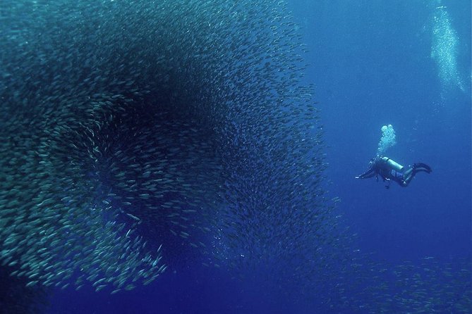 Oslob Whale Shark Snorkeling & Pescador & Sardine Run & Turtle - Oslob whale sharks and the reality behind the spectacle