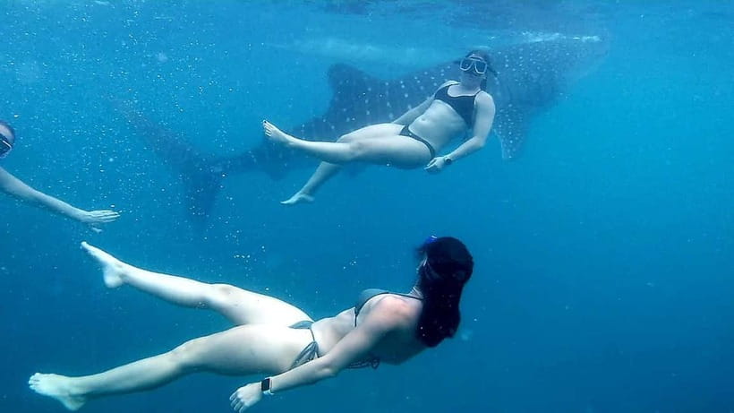 Oslob: Whale Shark Tour with Sumilon & Moalboal Snorkeling - Transport, Guides, And The Private Group Advantage