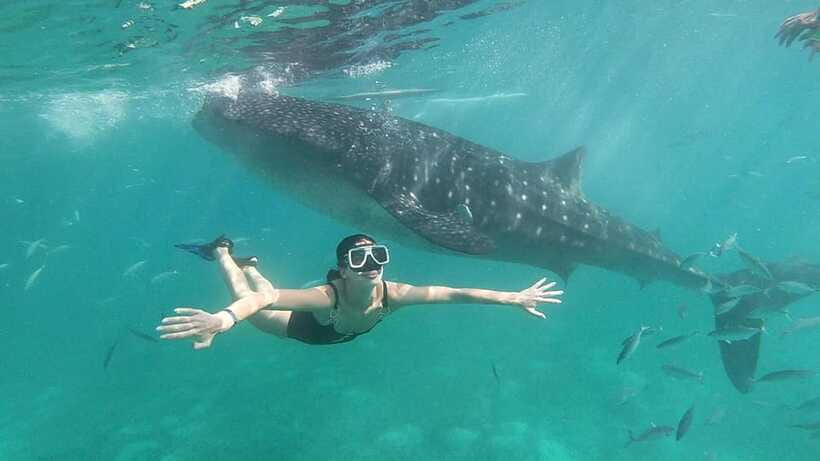 Oslob: Whale Shark Tour with Sumilon & Moalboal Snorkeling - Who Should Book This Cebu Adventure?