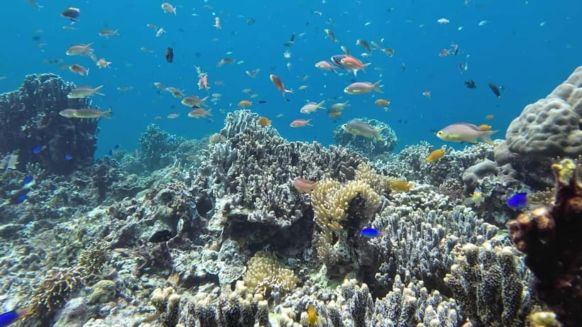 Oslob: Whale Shark Tour with Sumilon & Moalboal Snorkeling - The 2:00 AM Pickup And Southern Cebu Road Trip