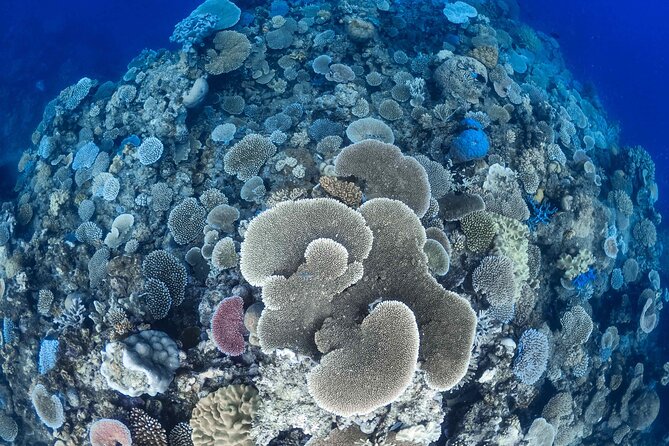 Outer Reef Mackay Cay Sail & Snorkel Adventure from Port Douglas - A full day from Port Douglas to Mackay Cay