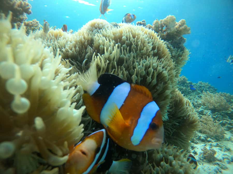 Ozzy Snorkeling 3 Islands Visit Baby Turtles - Key points to know before booking