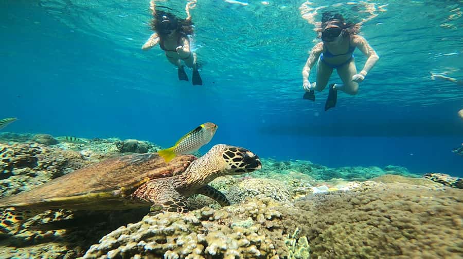 Ozzy Snorkeling 3 Islands Visit Baby Turtles - Turtle Point offers the best wildlife chance