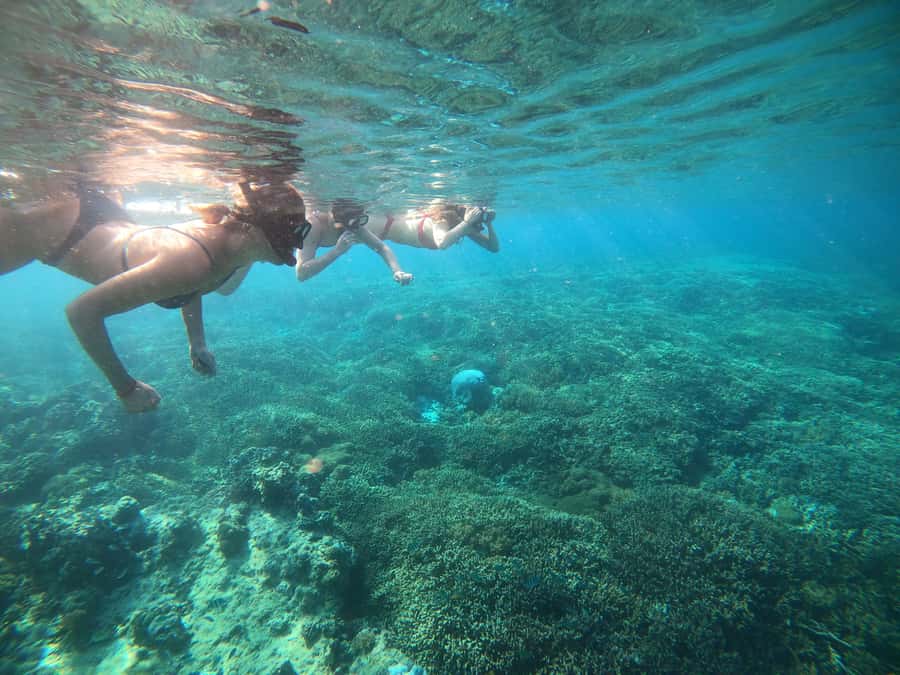 Ozzy Snorkeling 3 Islands Visit Baby Turtles - A shared boat changes the feel of the experience
