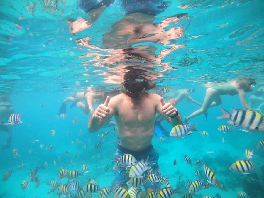 Ozzy Snorkeling 3 Islands Visit Baby Turtles - Four and a half hours is enough for a sampler