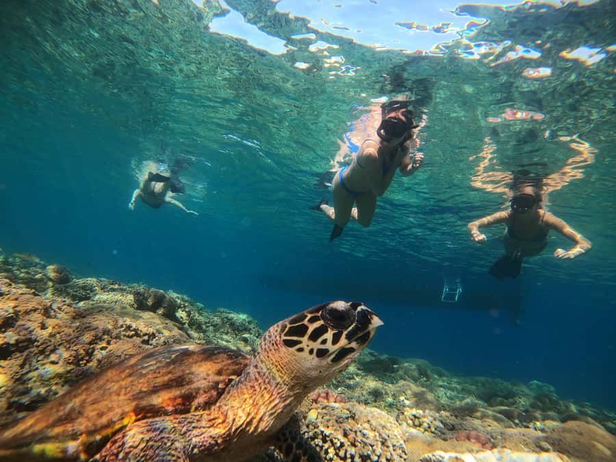 Ozzy Snorkeling 3 Islands Visit Baby Turtles - How the price compares with the experience