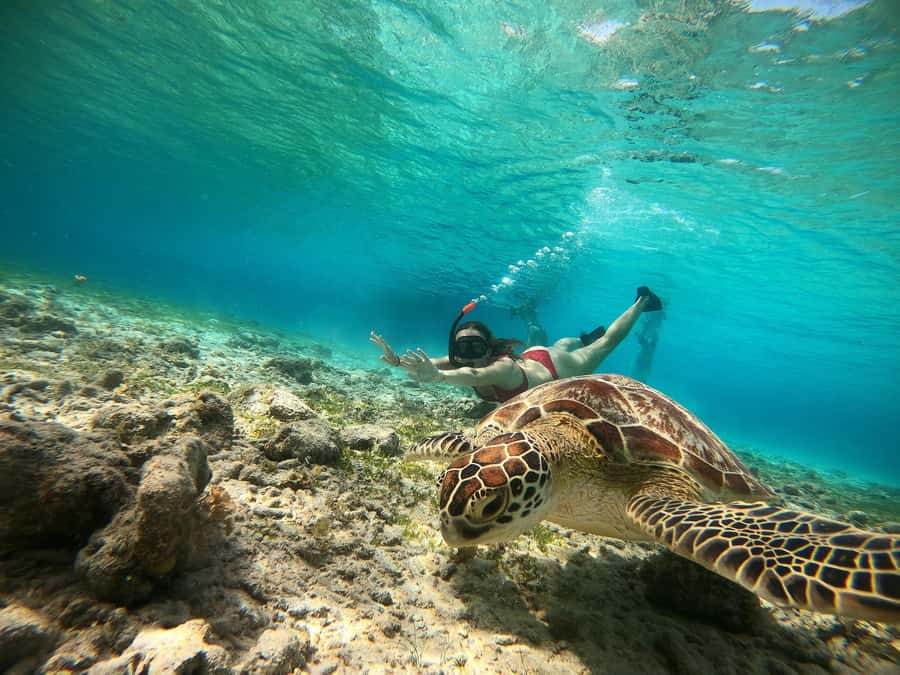 Ozzy Snorkeling 3 Islands Visit Baby Turtles - The Gili Meno statues make the first stop special