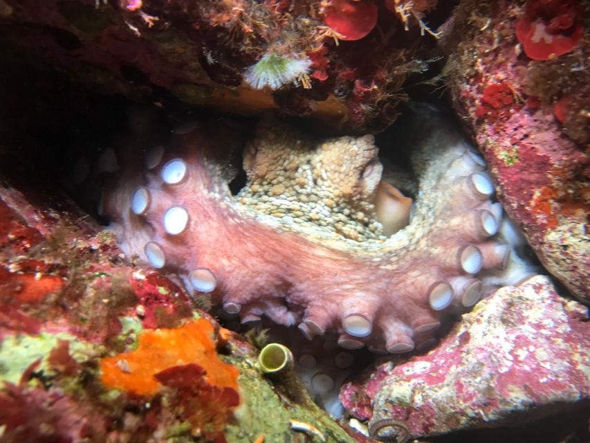 Palermo: Full-Day Snorkeling Boat Tour with Lunch and Wine - Capo Gallo Marine Protected Area