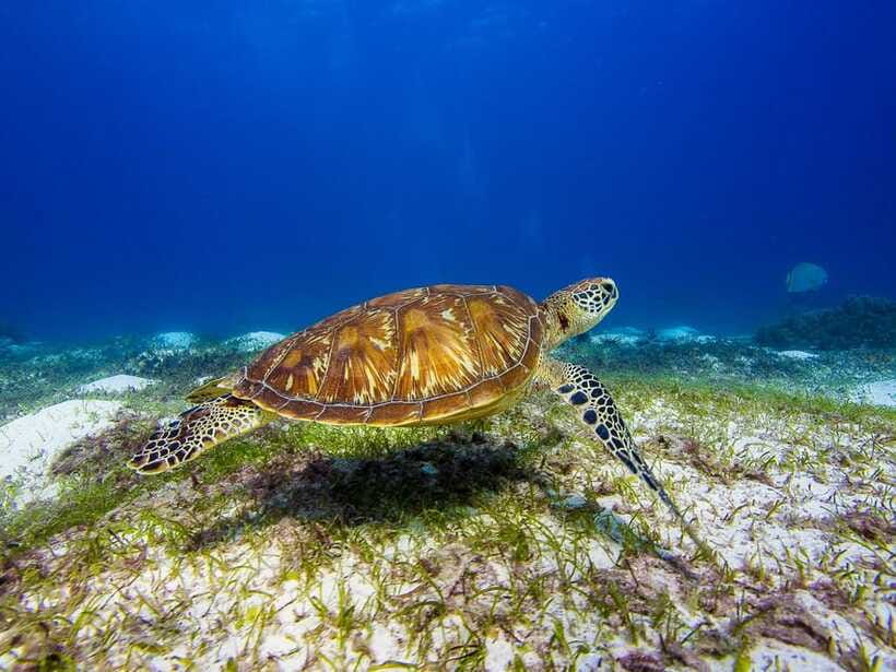 Pamilacan island: Dolphins, snorkel, lunch and walking tour - FAQ