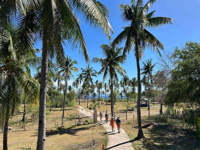 Pamilacan island: Dolphins, snorkel, lunch and walking tour - Who will enjoy this Pamilacan day most?