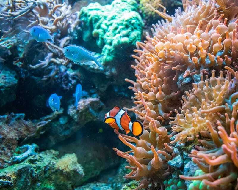 Panglao: Snorkeling at NapalingReef with Sardines Experience - The sardines are the star, but nature sets the schedule