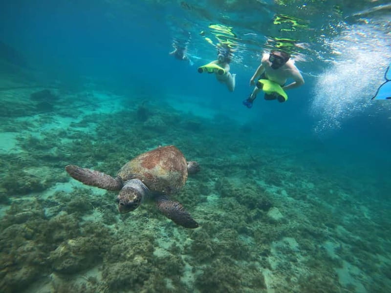 Paphos: Turtle-Watching Snorkeling Sea Scooter Trip - Is $70 a fair price?