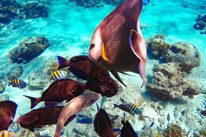 Pearl Island Bahamas Snorkeling Experience and Lunch - The snorkeling: good water, uneven organization