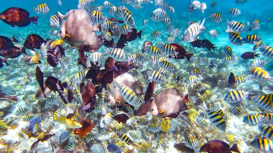Pearl Island Beach: Full-day Snorkelling with Lunch - Five Things to Know Before You Go