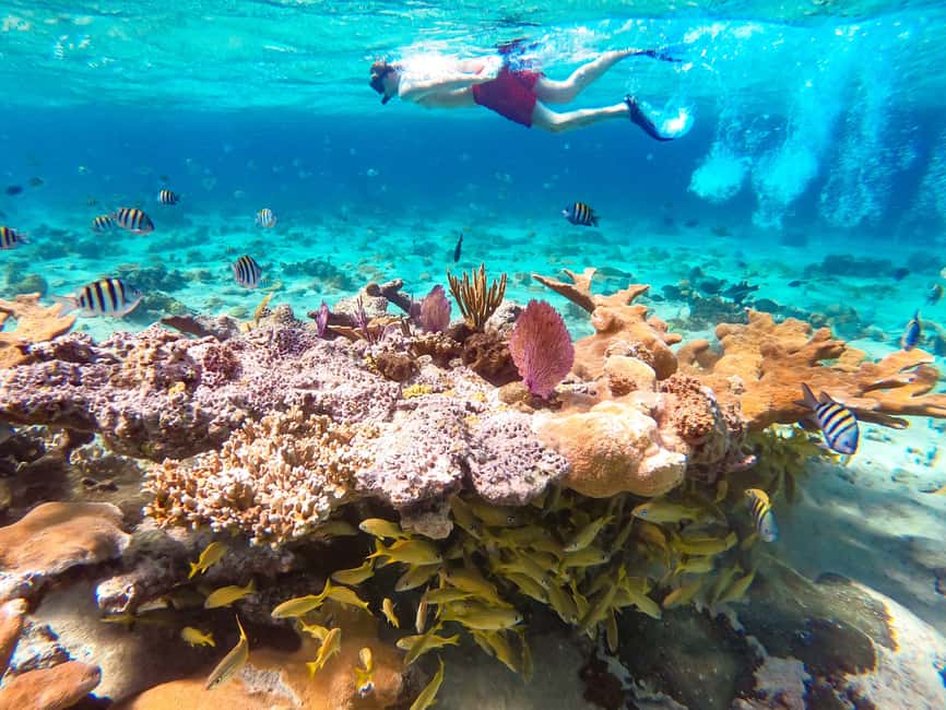 Pearl Island Beach: Full-day Snorkelling with Lunch - Leaving From Paradise Island