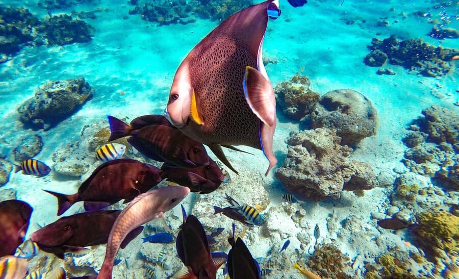 Pearl Island Beach: Full-day Snorkelling with Lunch - How Much Value Do You Get for $119?