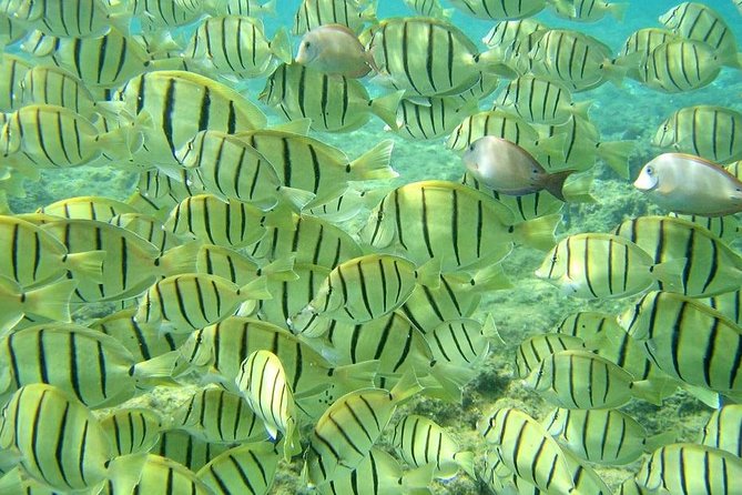 Pelican Rock Snorkeling and Sightseeing Adventure - Starting near Cabo’s marina
