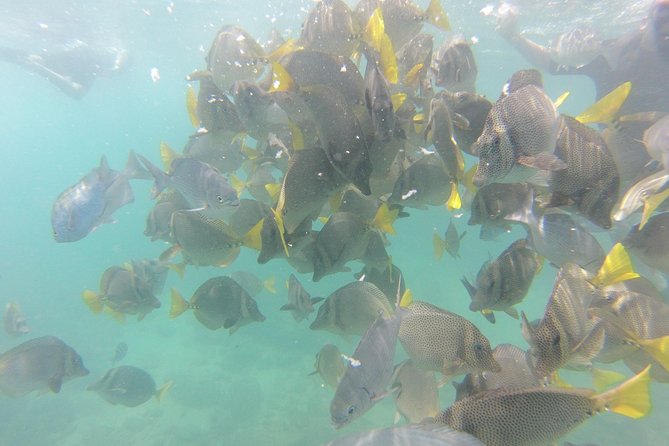 Pelican Rock Snorkeling and Sightseeing Adventure - What the $57 price really covers