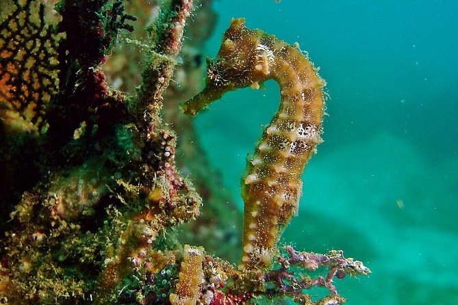 Pelican Rock Snorkeling and Sightseeing Adventure - Should you book Pelican Rock?