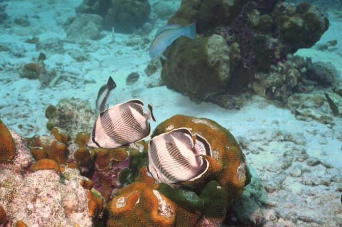 Pelican Rock Snorkeling and Sightseeing Adventure - Pelican Rock and the snorkeling stop