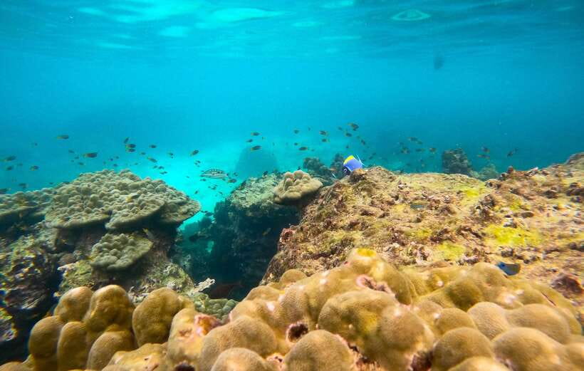 Phi Phi: Half-Day Tour with Maya Bay, Pileh Lagoon & Snorkel - Sunset and glowing plankton on the afternoon option