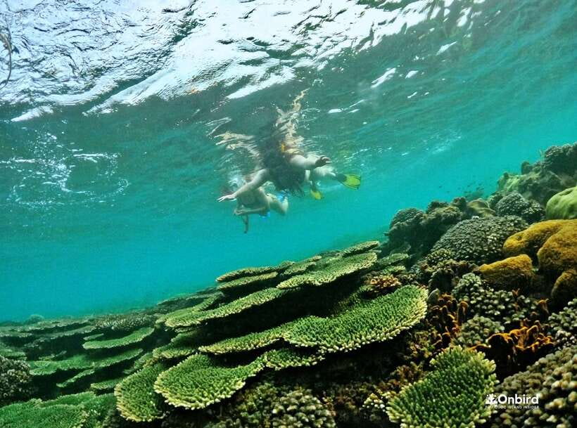 Phu Quoc Small-group Snorkeling to the Coral Jungle Reef - Who should book this experience?