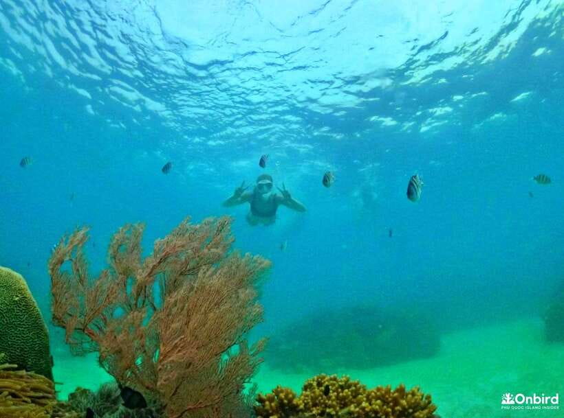 Phu Quoc Small-group Snorkeling to the Coral Jungle Reef - The Coral Jungle Reef gets the main event