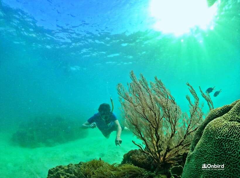 Phu Quoc Small-group Snorkeling to the Coral Jungle Reef - What the underwater guidance adds