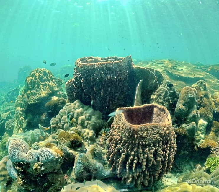 Phu Quoc Speedboat Pro Snorkeling: 4 Islands-2 Reefs & Meal - Is $61 good value?