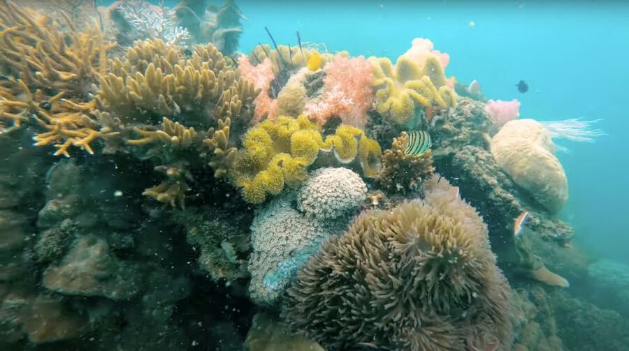 Phu Quoc: Speedboat Tour of 4 Islands with Snorkeling & BBQ - The guides make a real difference