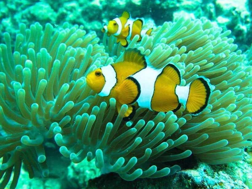 Phuket: 3 Khai Islands Relax & Snorkeling Half/Full Day Tour - The speedboat ride from Phuket