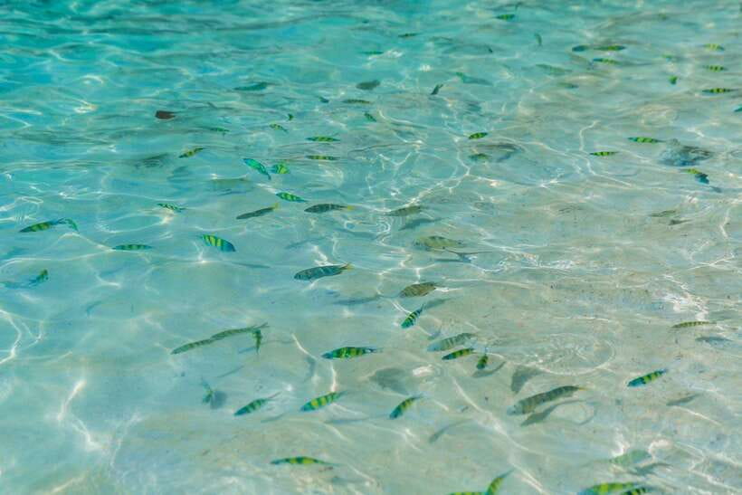 Phuket: 3 Khai Islands Relax & Snorkeling Half/Full Day Tour - Food, drinks, and other costs