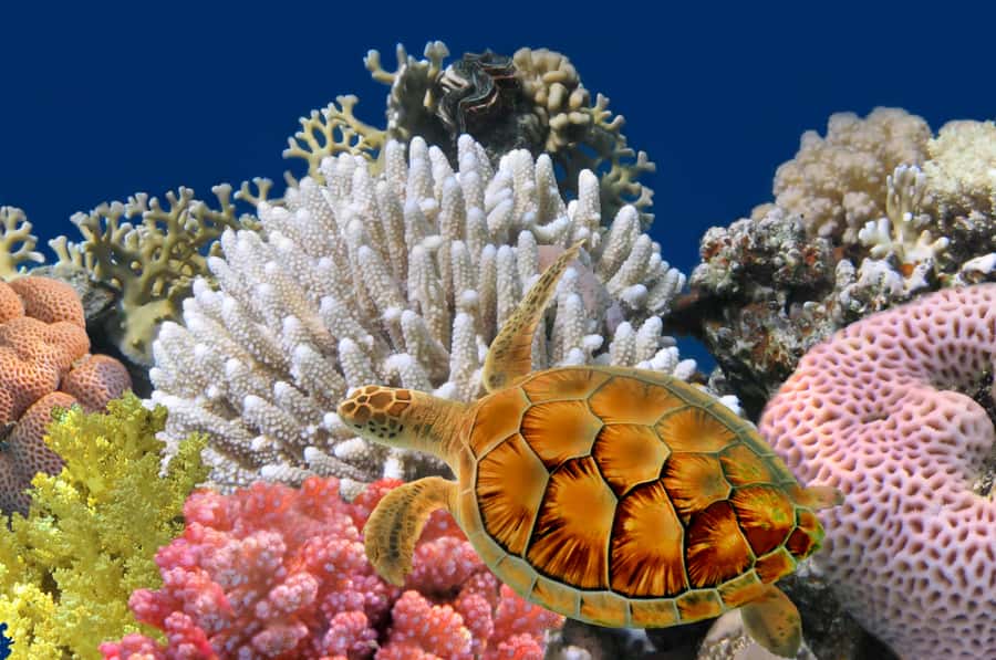 Phuket: Coral Island Longtail Boat Cruise with Snorkeling - Why Coral Island makes a good Phuket day trip