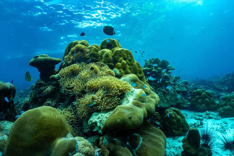 Phuket/Khao Lak: Snorkeling Trip to Phi Phi & Bamboo Islands - Bamboo Island closes the day with beach time