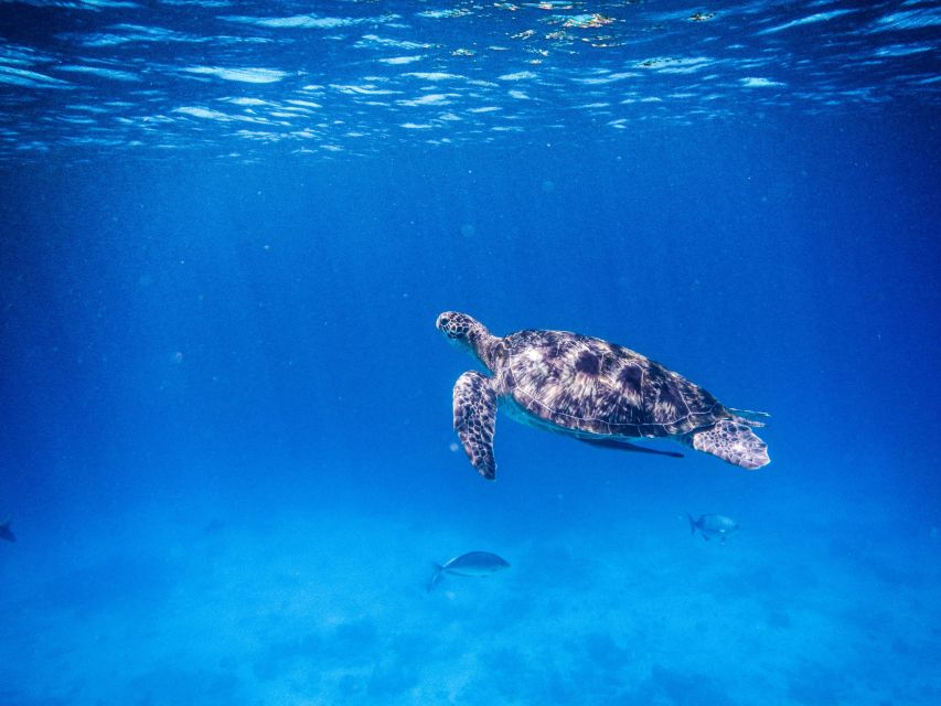 Phuket/Khao Lak: Speedboat Snorkel Tour to Similan Islands - Who should book this experience?