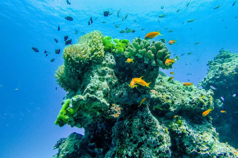 Phuket/Khao Lak: Speedboat Snorkel Tour to Similan Islands - Sailing Rock adds a short walk and a big view