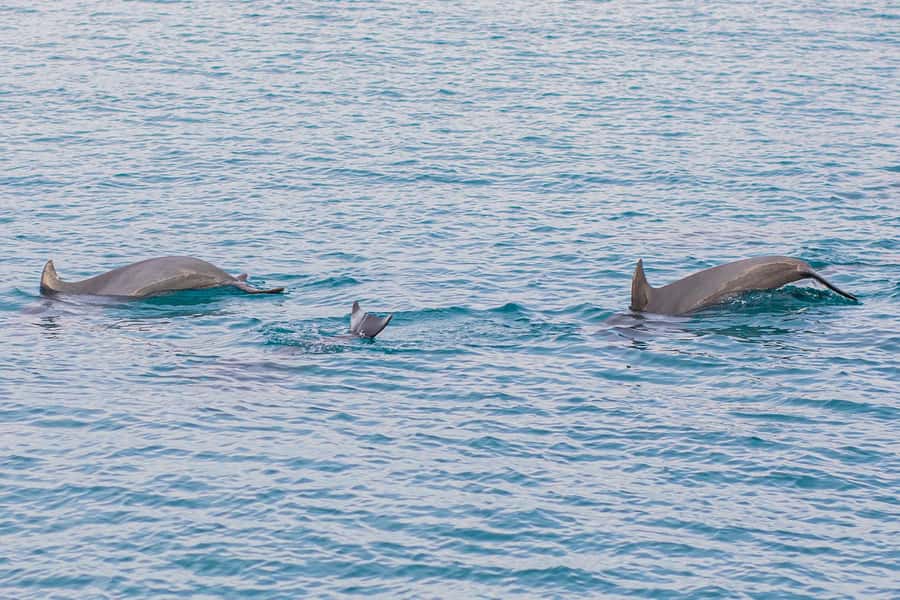 Phuket: Maiton, Coral, and Racha Island Snorkeling Trip - Coral Island brings the first swim