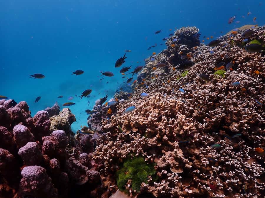 Phuket: Racha Islands Premium Tour with Snorkel & Lunch - Should you book the Racha Islands tour?